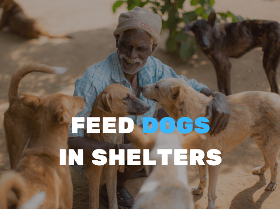 Feed stray dogs in shelters 25 USD
